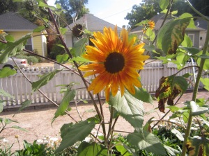 Sunflower!